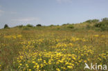 Gewone rolklaver (Lotus corniculatus var. corniculatus)