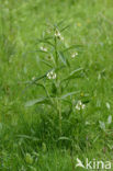 Common Comfrey (Symphytum officinale)