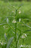 Common Comfrey (Symphytum officinale)