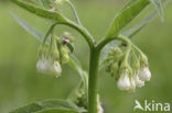 Common Comfrey (Symphytum officinale)