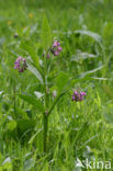 Common Comfrey (Symphytum officinale)