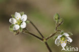 Corn Spurrey (Spergula arvensis)
