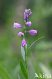 Gewone vleugeltjesbloem (Polygala vulgaris) 