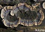 Gewoon elfenbankje (Trametes versicolor)