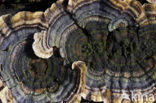 Gewoon elfenbankje (Trametes versicolor)