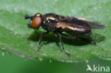 Gewoon glimlijfje (Lejogaster metallina)