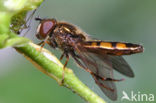 Platycheirus clypeatus