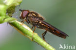 Platycheirus clypeatus