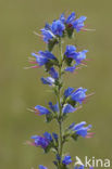 Gewoon Slangenkruid (Echium vulgare)