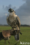 Gyrfalcon (Falco rusticolus)