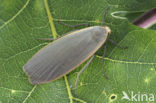 Dingy Footman (Eilema griseola)