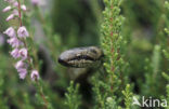 Gladde slang (Coronella austriaca) 