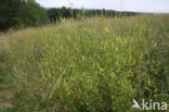 Goudgele honingklaver (Melilotus altissimus)