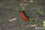 Common Gonolek (Laniarius barbarus)
