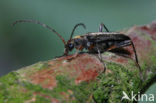 Grammoptera ruficornis