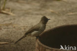 Common Bulbul (Pycnonotus barbatus)