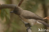 Common Bulbul (Pycnonotus barbatus)