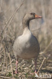 Grey Lag-Goose (Anser anser)