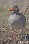 Grauwe Gans (Anser anser)