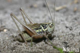 Greppelsprinkhaan (Metrioptera roeselii)