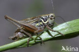 Greppelsprinkhaan (Metrioptera roeselii)