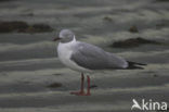 Grey-headed Gull (Larus cirrocephalus)