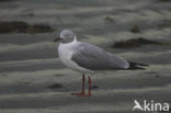 Grijskopmeeuw (Larus cirrocephalus)