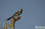 Western Grey Plantain-eater (Crinifer piscator)
