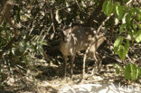 Common Duiker