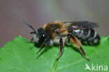 Grijze rimpelrug (Andrena tibialis) 