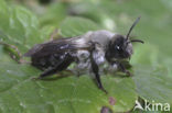 Grijze zandbij (Andrena vaga)