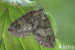 May Highflyer (Hydriomena impluviata)