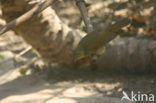 Little Greenbul (Andropadus virens)