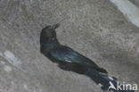Groene kakelaar (Phoeniculus purpureus)