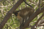 vervet monkey (Cercopithecus aethiops)