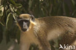 Groene meerkat (Cercopithecus aethiops)