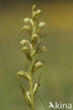 Groene nachtorchis (Coeloglossum viride) 