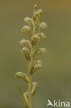 Groene nachtorchis (Coeloglossum viride) 