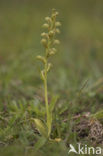 Groene nachtorchis (Coeloglossum viride) 