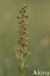 Groene nachtorchis (Coeloglossum viride) 