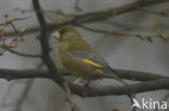 Groenling (Carduelis chloris)