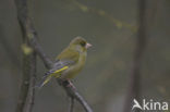 Groenling (Carduelis chloris)