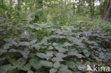 Enchanter’s-nightshade (Circaea lutetiana)