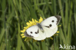 Groot koolwitje (Pieris brassicae)