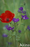 Groot spiegelklokje (Legousia speculum-veneris) 