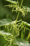 Stinging Nettle (Urtica dioica)