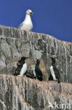 Grote Burgemeester (Larus hyperboreus)