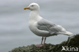 Glaucous Gull (Larus hyperboreus)