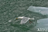 Glaucous Gull (Larus hyperboreus)