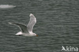 Glaucous Gull (Larus hyperboreus)